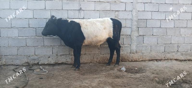 gole - Бузмеин - img 2