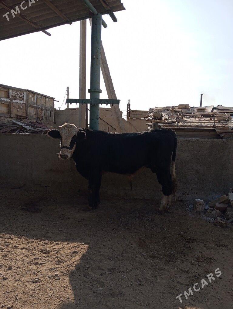 okuz - Балканабат - img 4