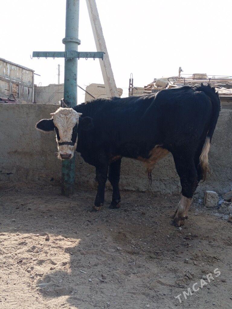 okuz - Балканабат - img 2