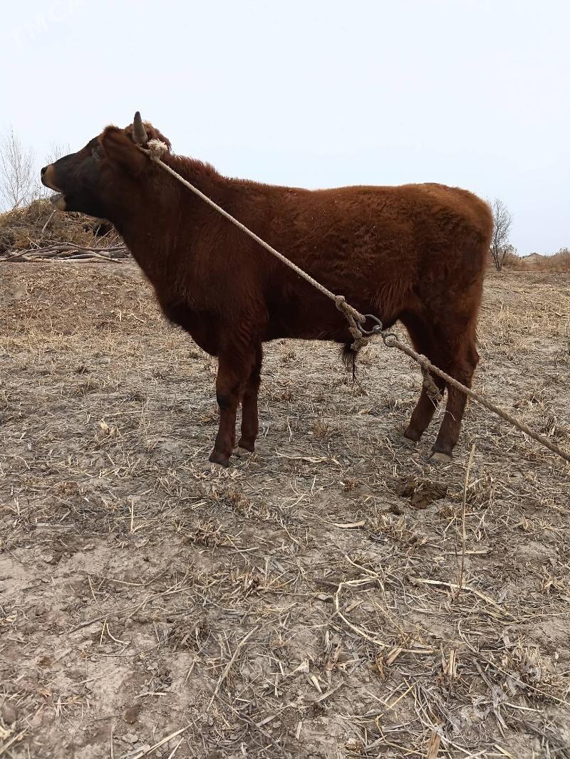 öküz - Кёнеургенч - img 2