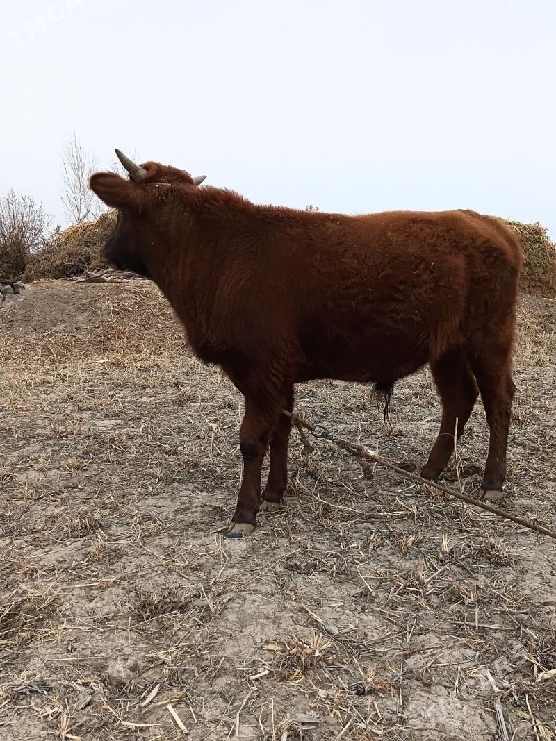 öküz - Кёнеургенч - img 1