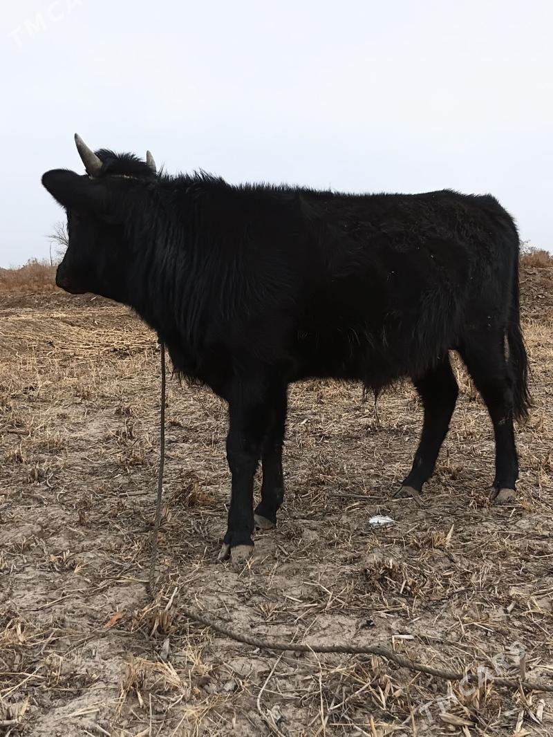 öküz - Кёнеургенч - img 6