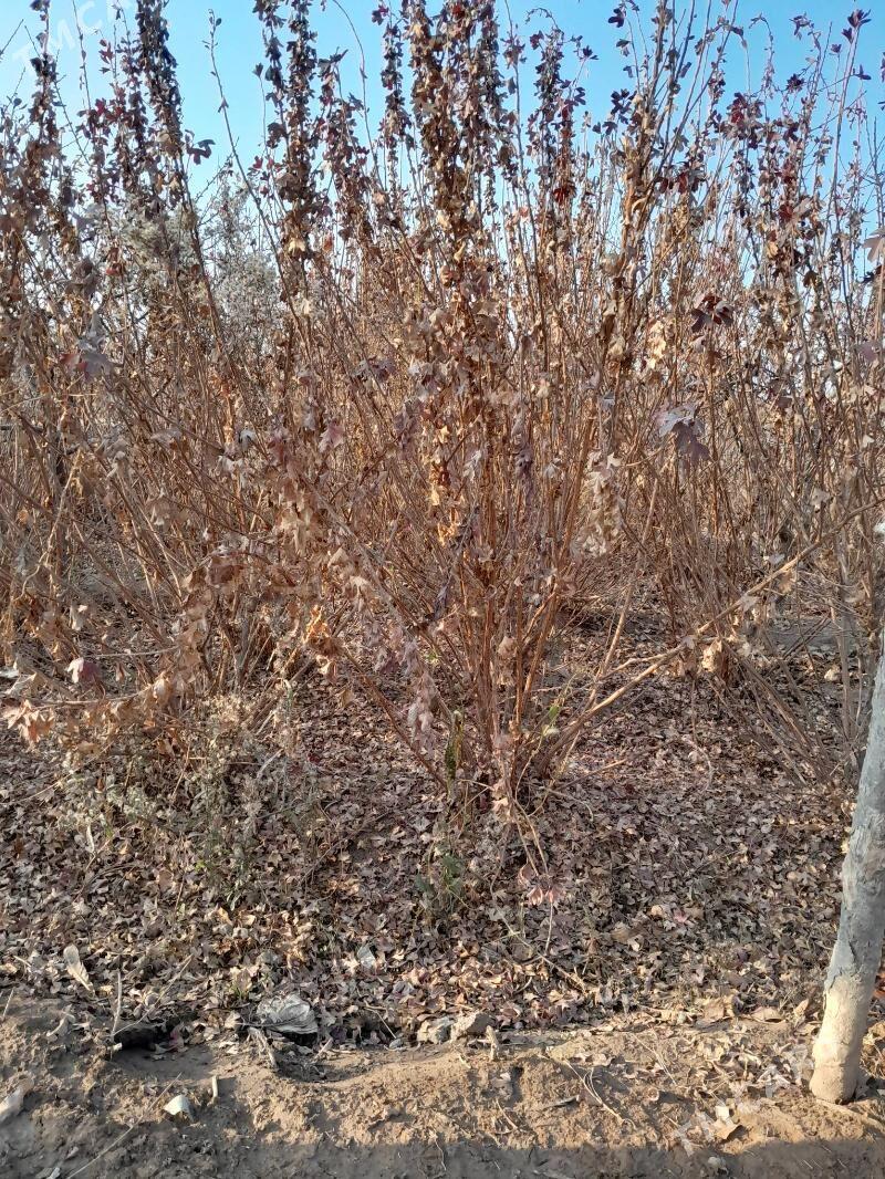 YSMARODINA - Сакар - img 1