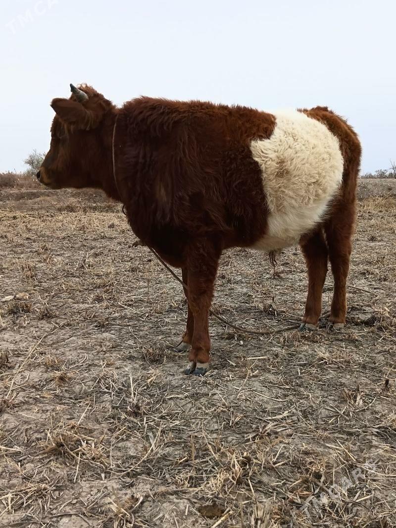 öküz - Кёнеургенч - img 4