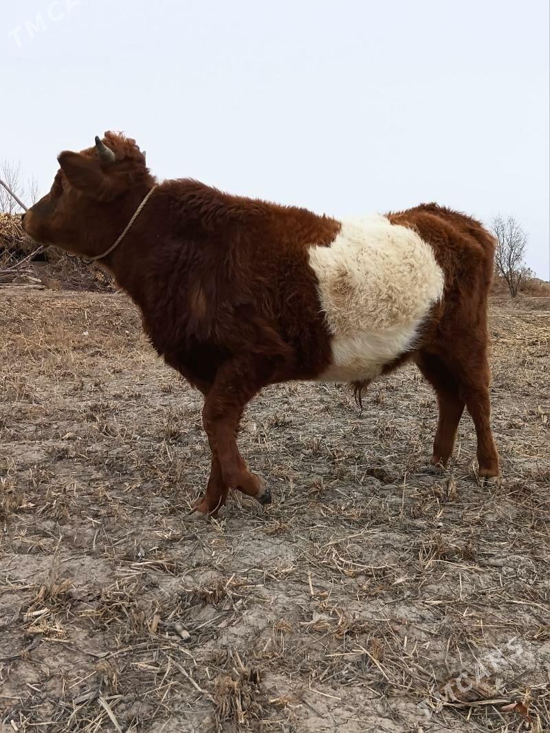 öküz - Кёнеургенч - img 3