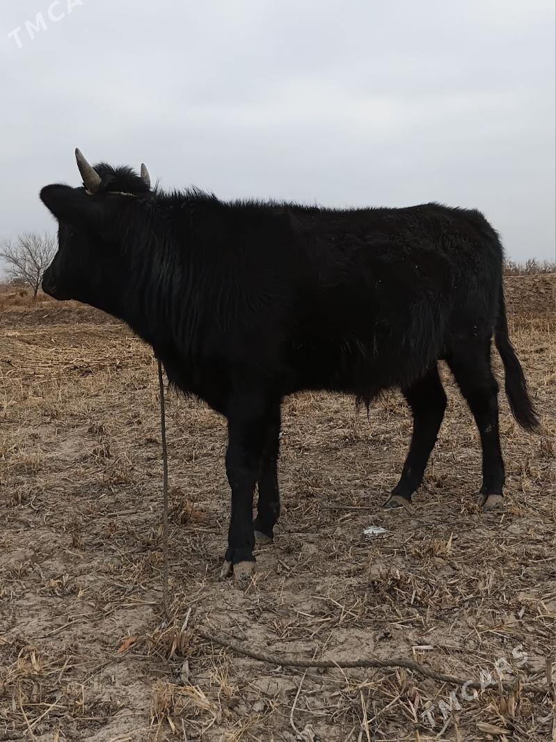 öküz - Кёнеургенч - img 5