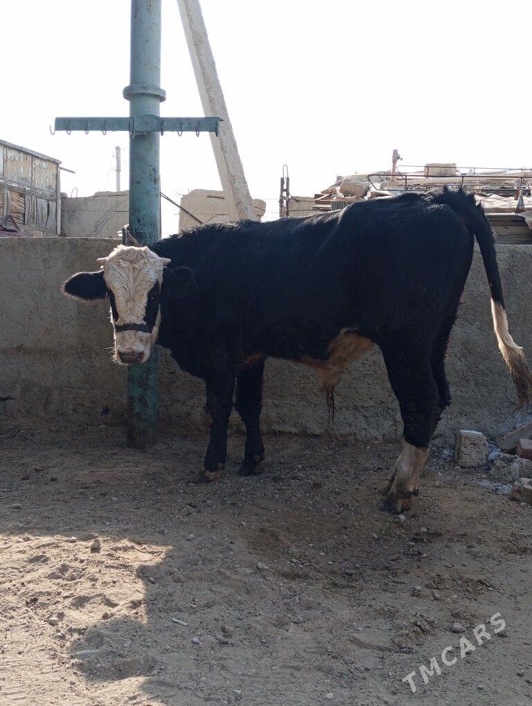 okuz - Балканабат - img 3