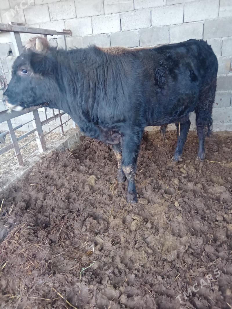 Ökuz swes - Гёкдепе - img 1