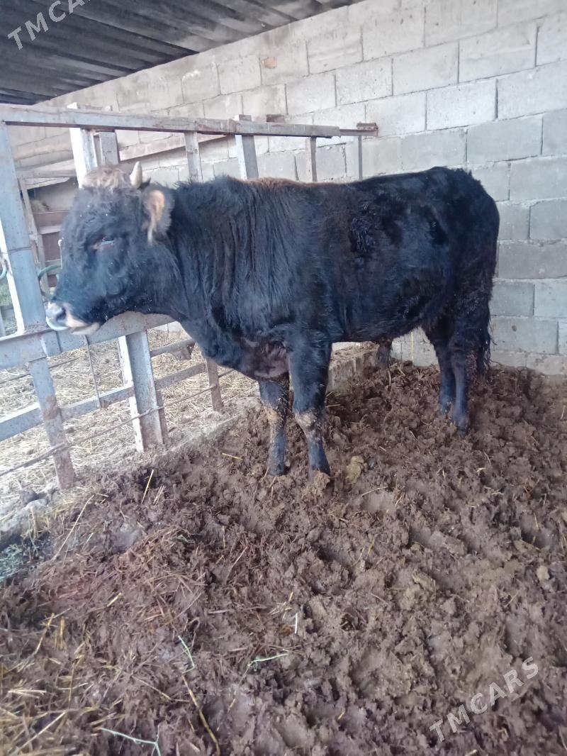 Ökuz swes - Гёкдепе - img 3