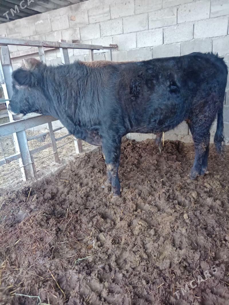 Ökuz swes - Гёкдепе - img 5