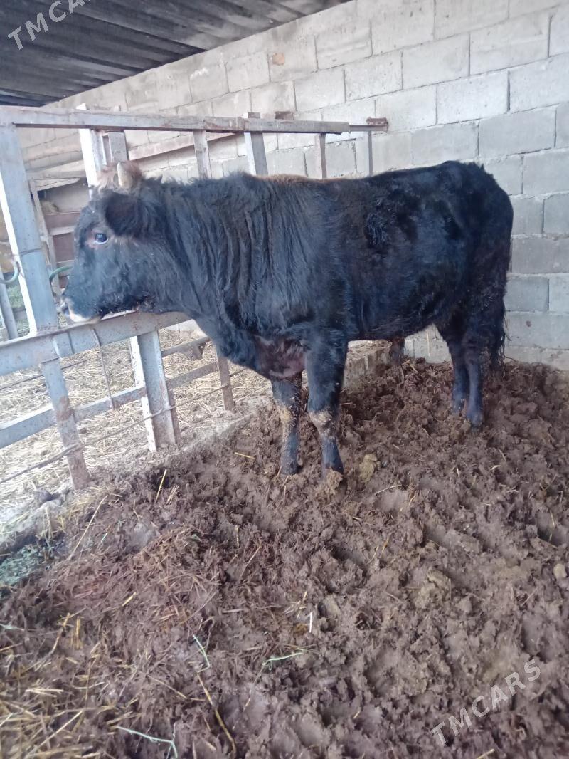 Ökuz swes - Гёкдепе - img 4