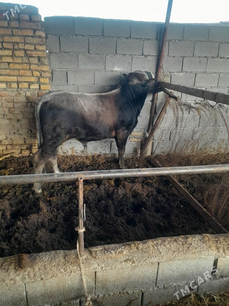 ökùz - Яшлык - img 1