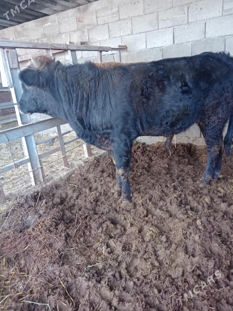 Ökuz swes - Гёкдепе - img 2