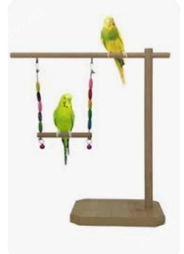 gus papugay+ setklar - Ашхабад - img 2