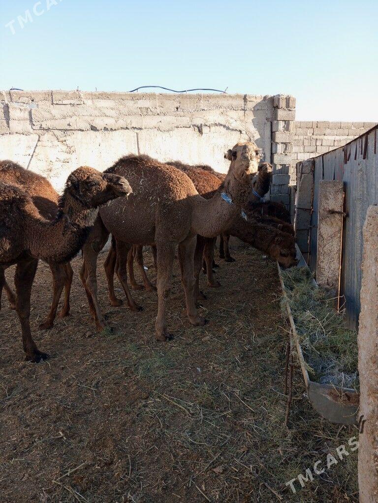 ogsyk - Балканабат - img 1