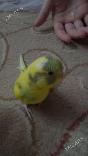 gus papugay+ setklar - Ашхабад - img 4