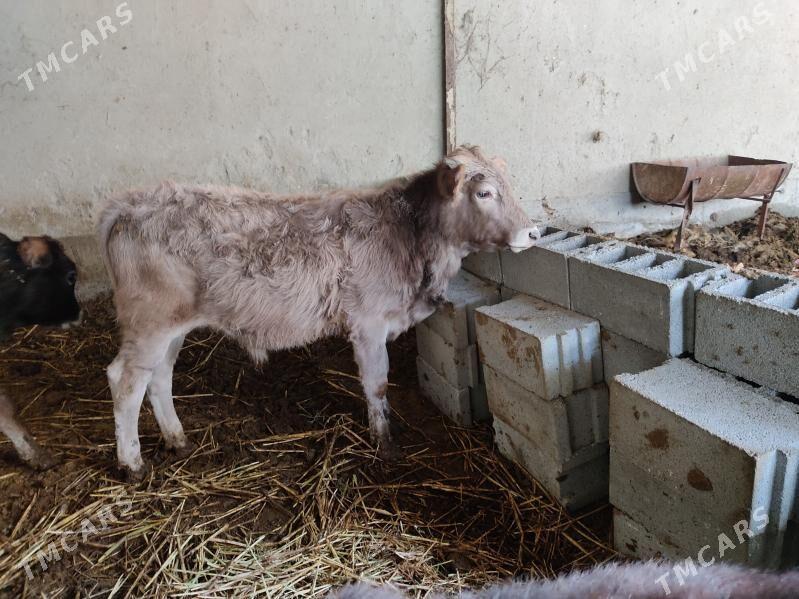 okuz - Бахарден - img 3