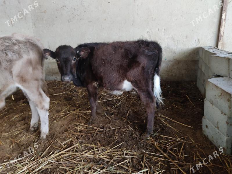 okuz - Бахарден - img 2