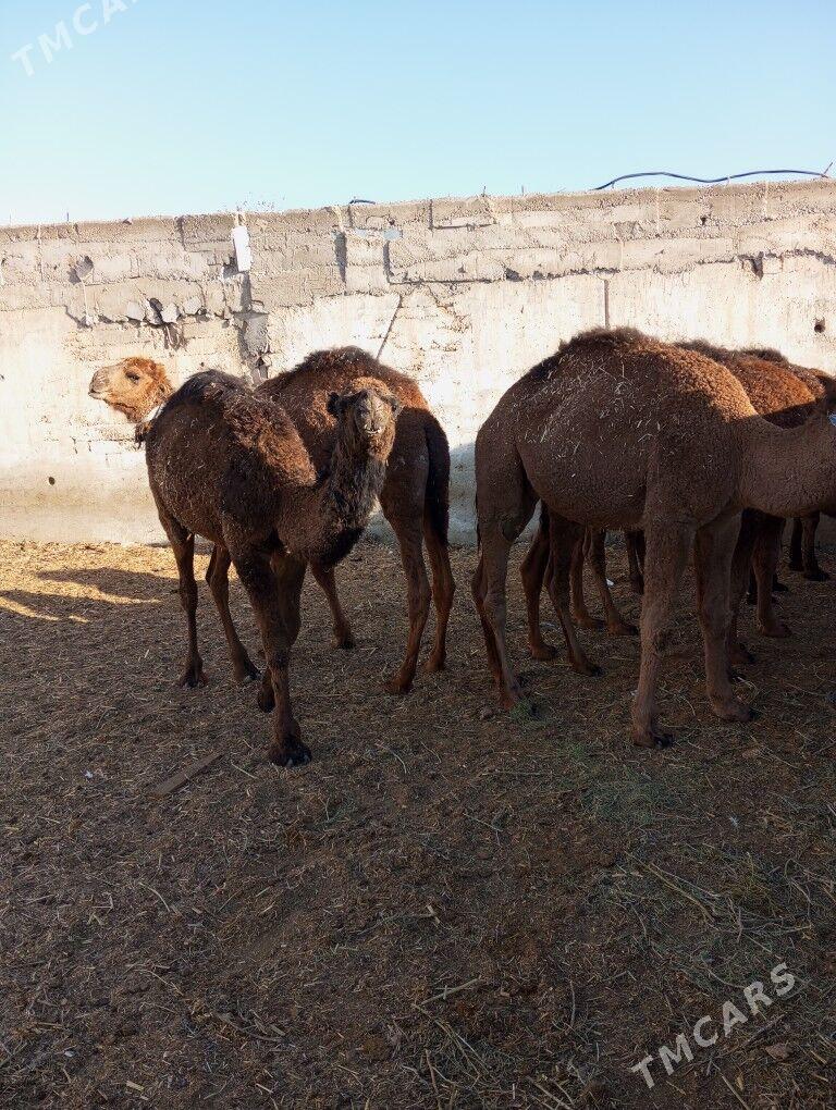 ogsyk - Балканабат - img 2