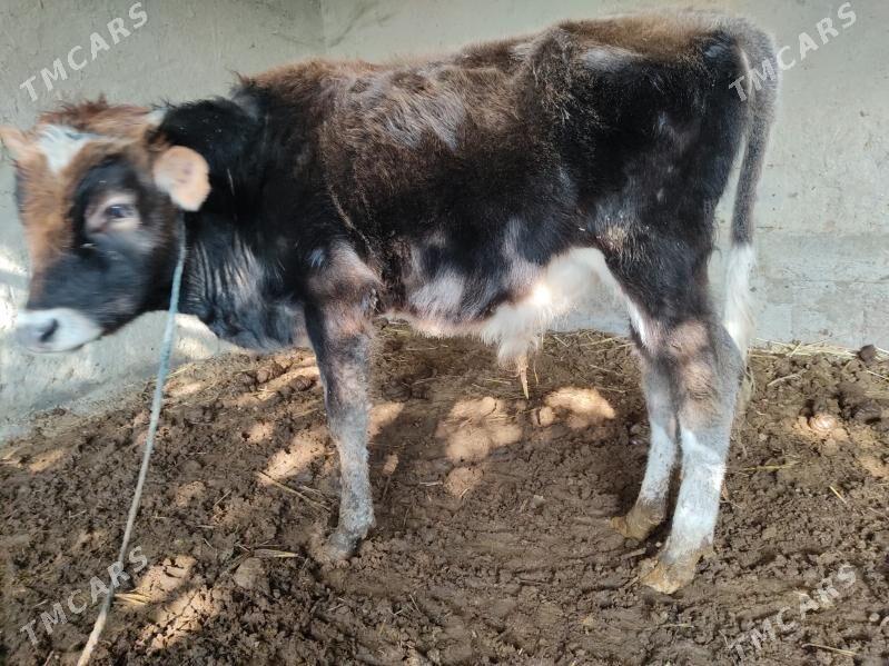 okuz - Бахарден - img 1