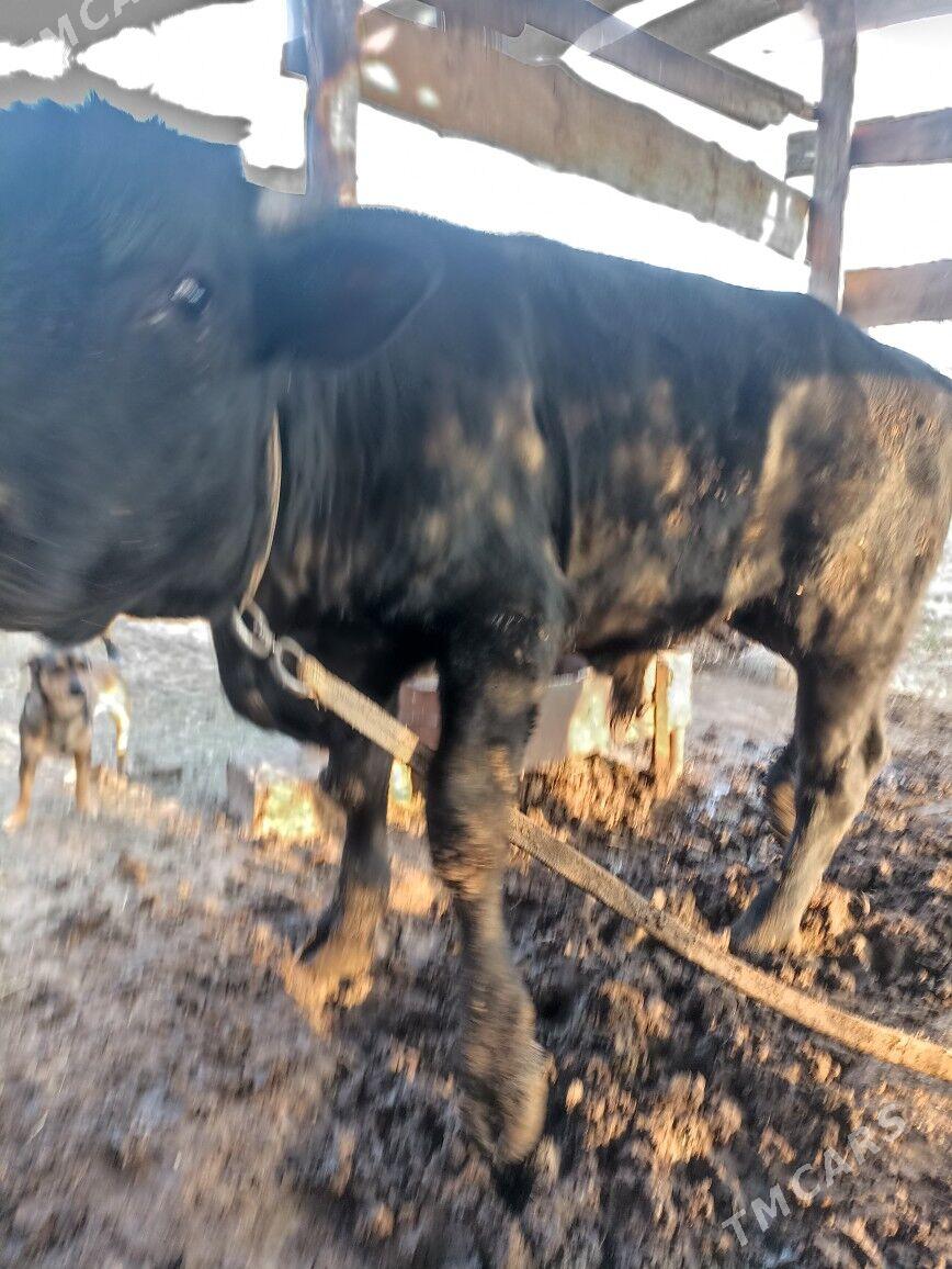 öküz окуз - Мары - img 1