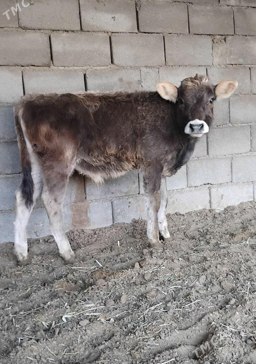 ŠWES OKUZ - Büzmeýin - img 1