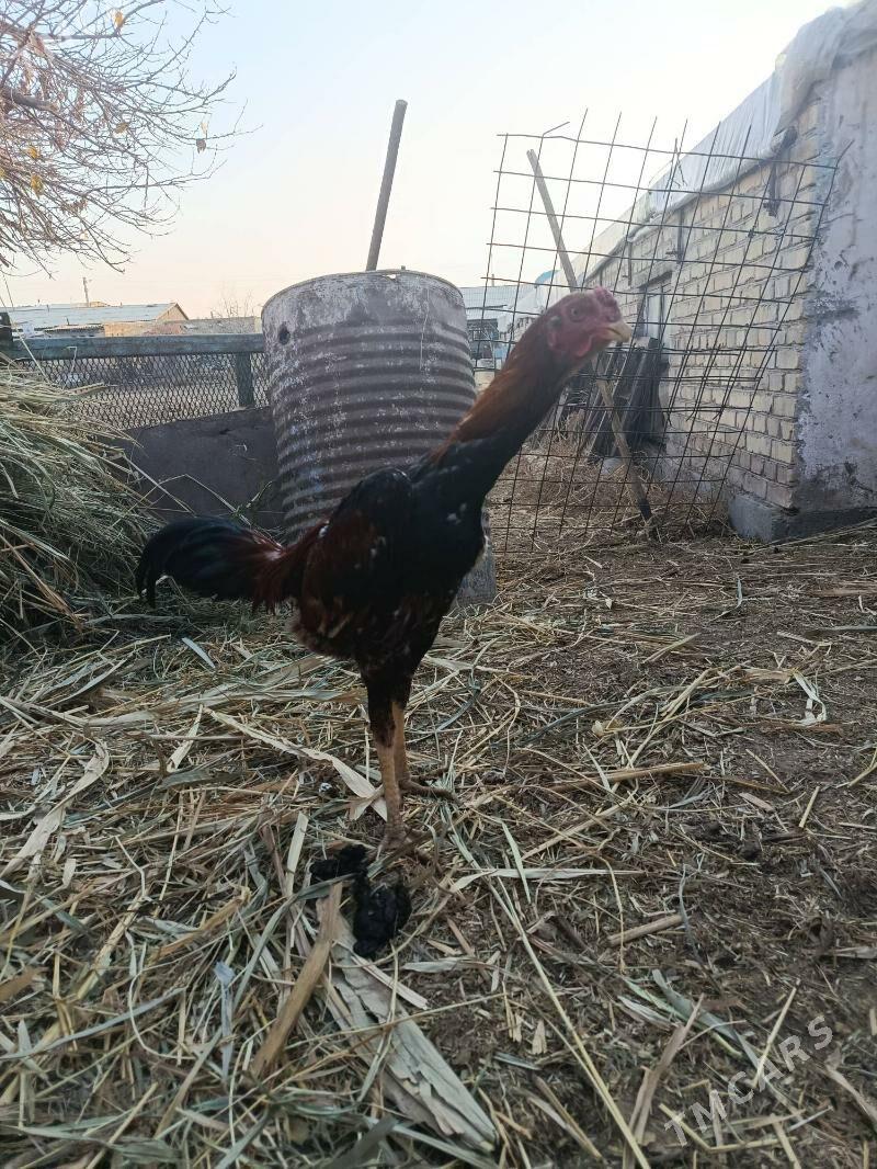 baysy horaz we towuk juje - Чарджоу - img 3