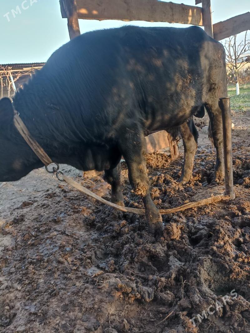 öküz окуз - Мары - img 2