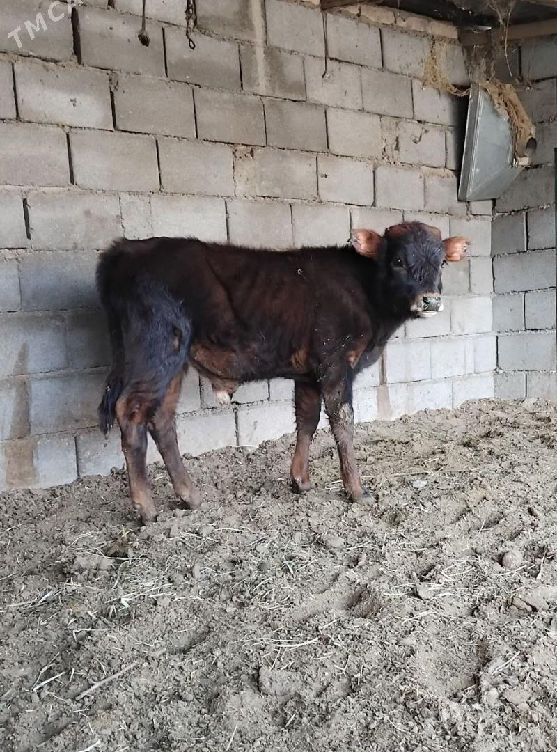 ŠWES OKUZ - Büzmeýin - img 2