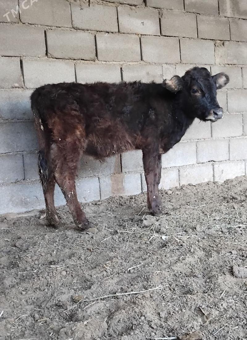 ŠWES OKUZ - Büzmeýin - img 3