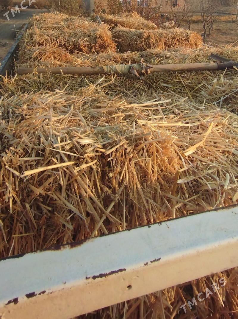 bugday saman - Туркменабат - img 2