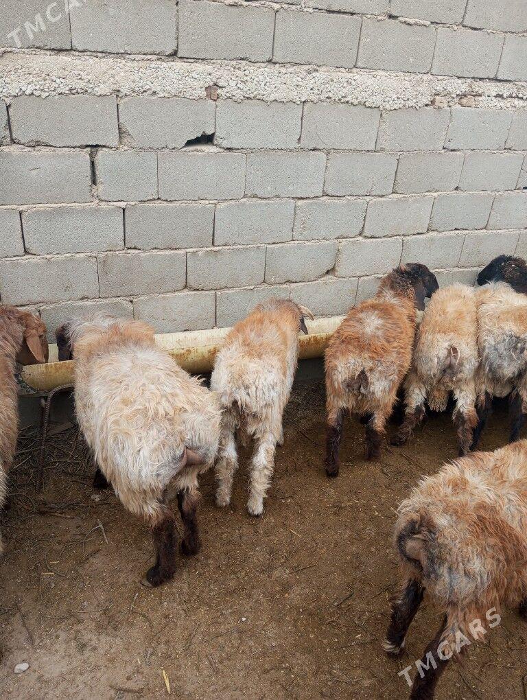 tokly - Балканабат - img 4