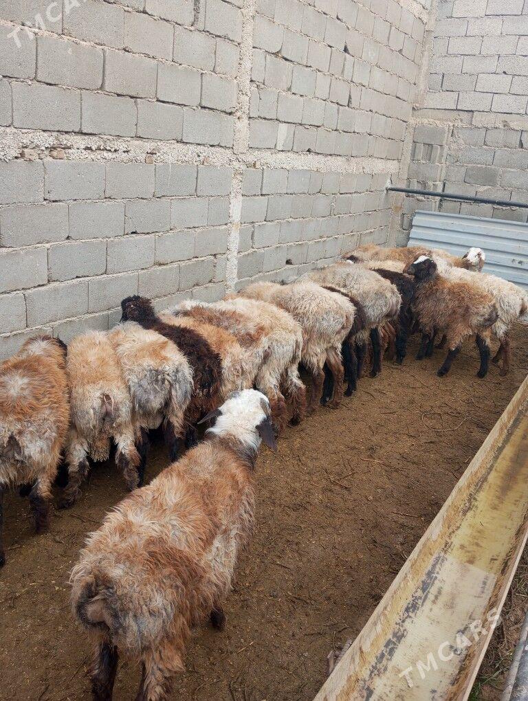 tokly - Балканабат - img 1