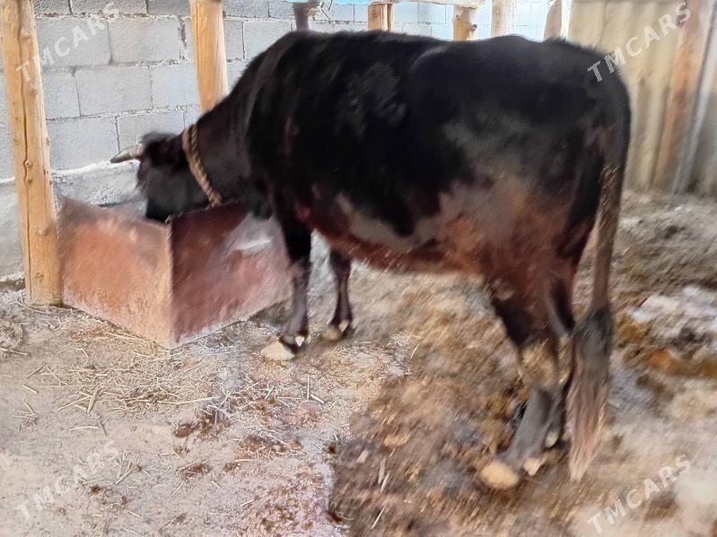 Goleli sygyr - Бахарден - img 1