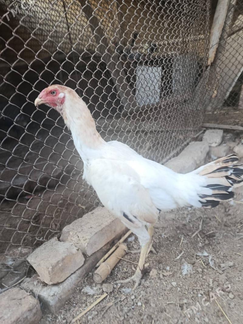 baysy horaz we towuk juje - Чарджоу - img 8