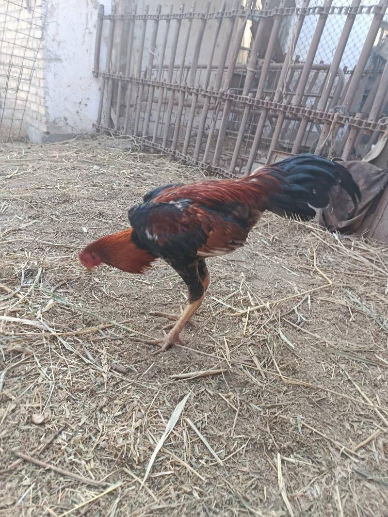 baysy horaz we towuk juje - Чарджоу - img 1