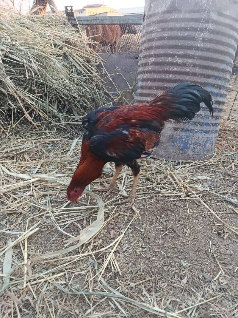 baysy horaz we towuk juje - Чарджоу - img 2