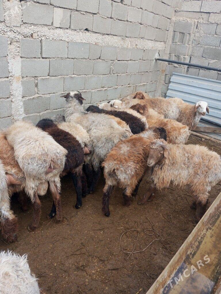 tokly - Балканабат - img 2