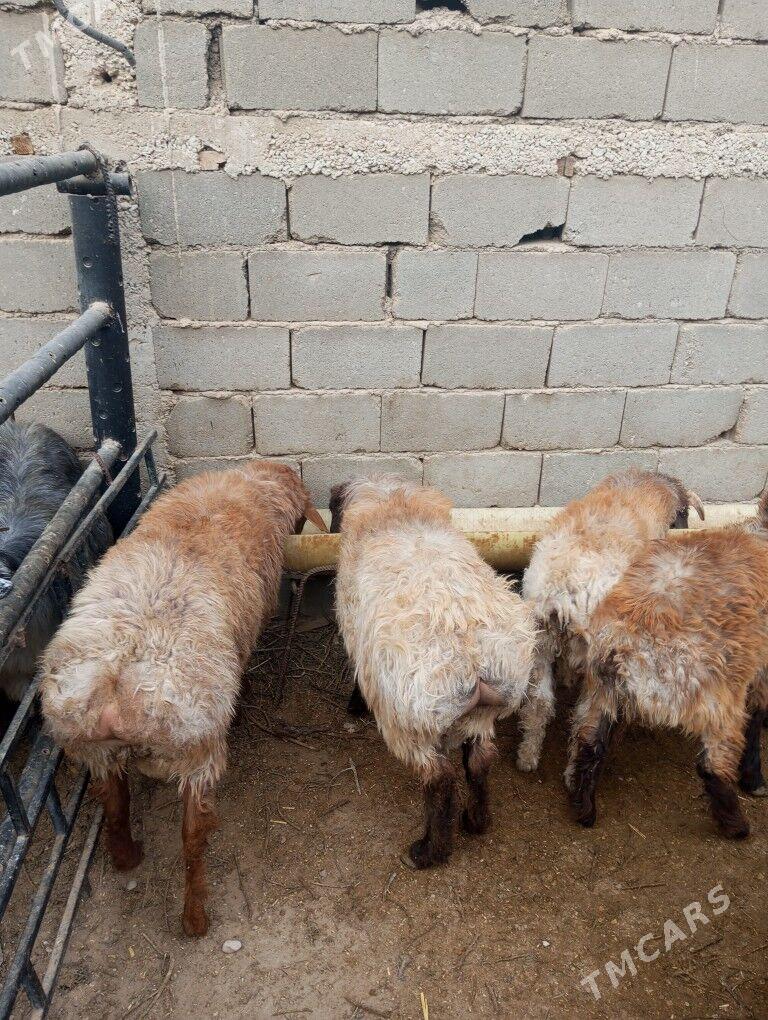 tokly - Балканабат - img 3