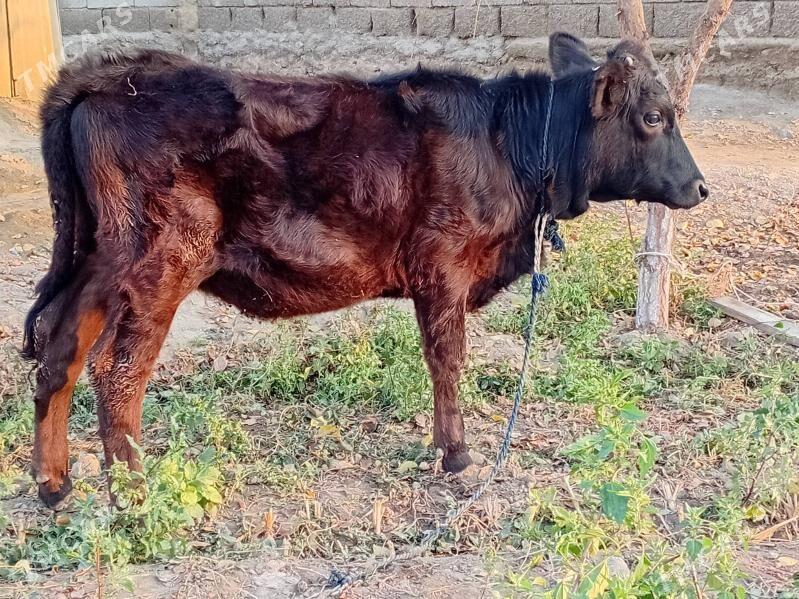 Goleli sygyr - Бахарден - img 3