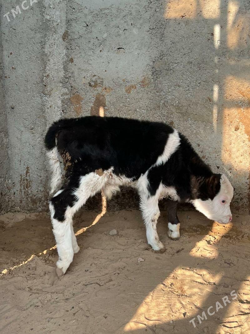 okuz - Багир - img 1