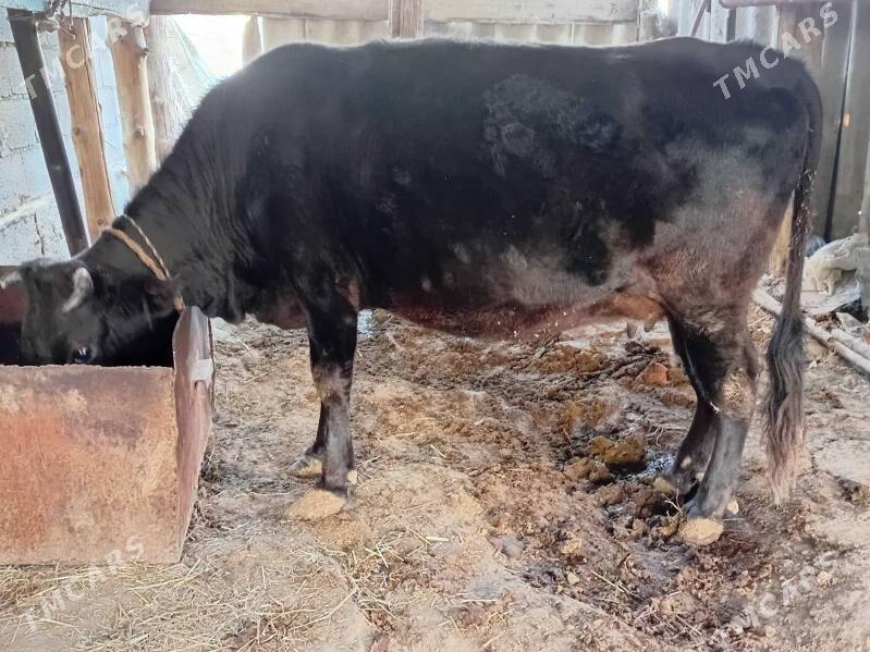 Goleli sygyr - Бахарден - img 2