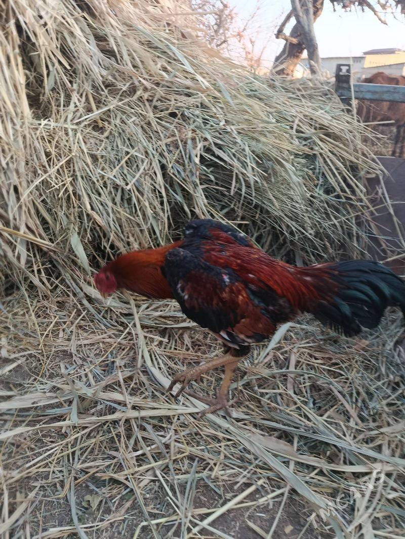 baysy horaz we towuk juje - Чарджоу - img 4