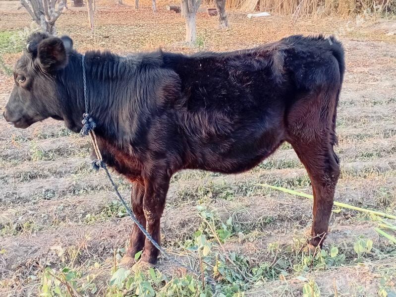 Goleli sygyr - Бахарден - img 5