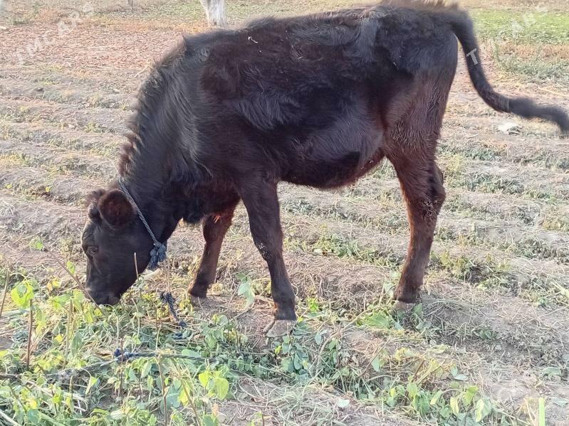 Goleli sygyr - Бахарден - img 4