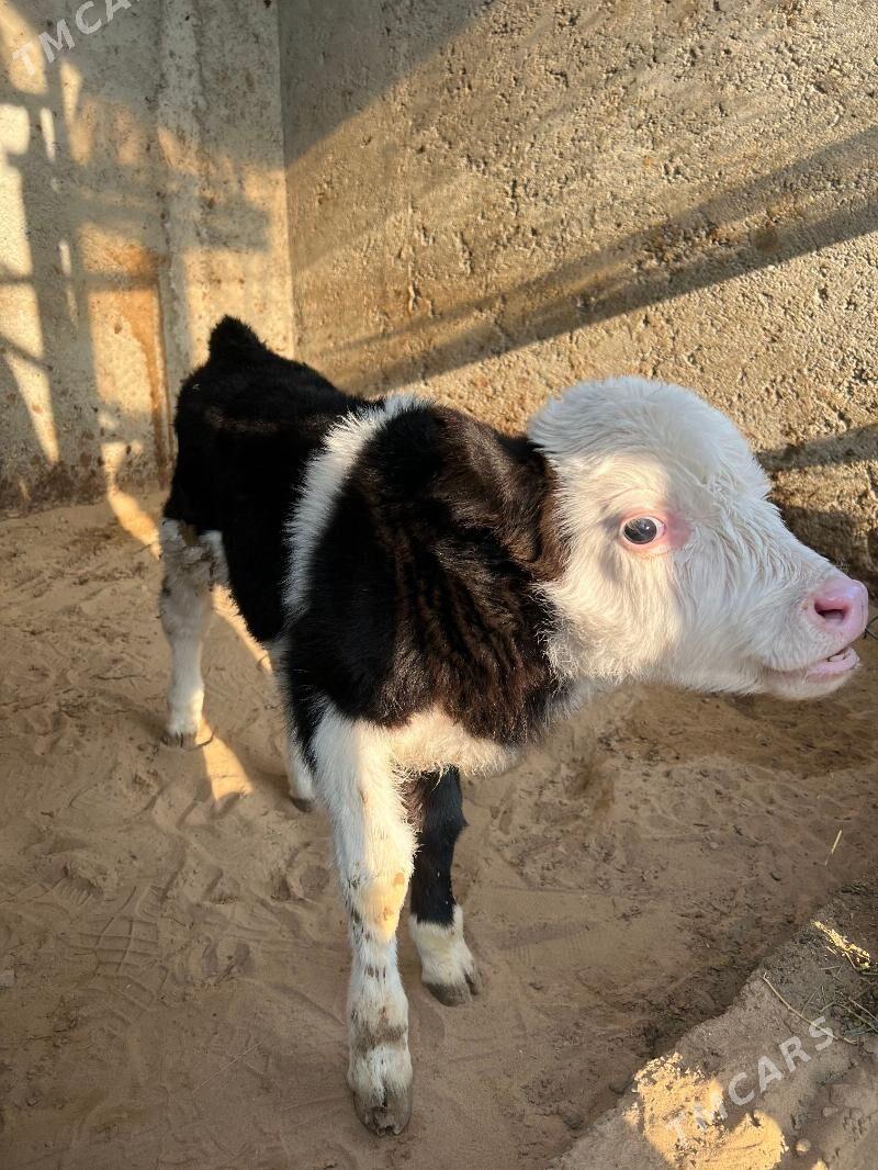 okuz - Багир - img 2