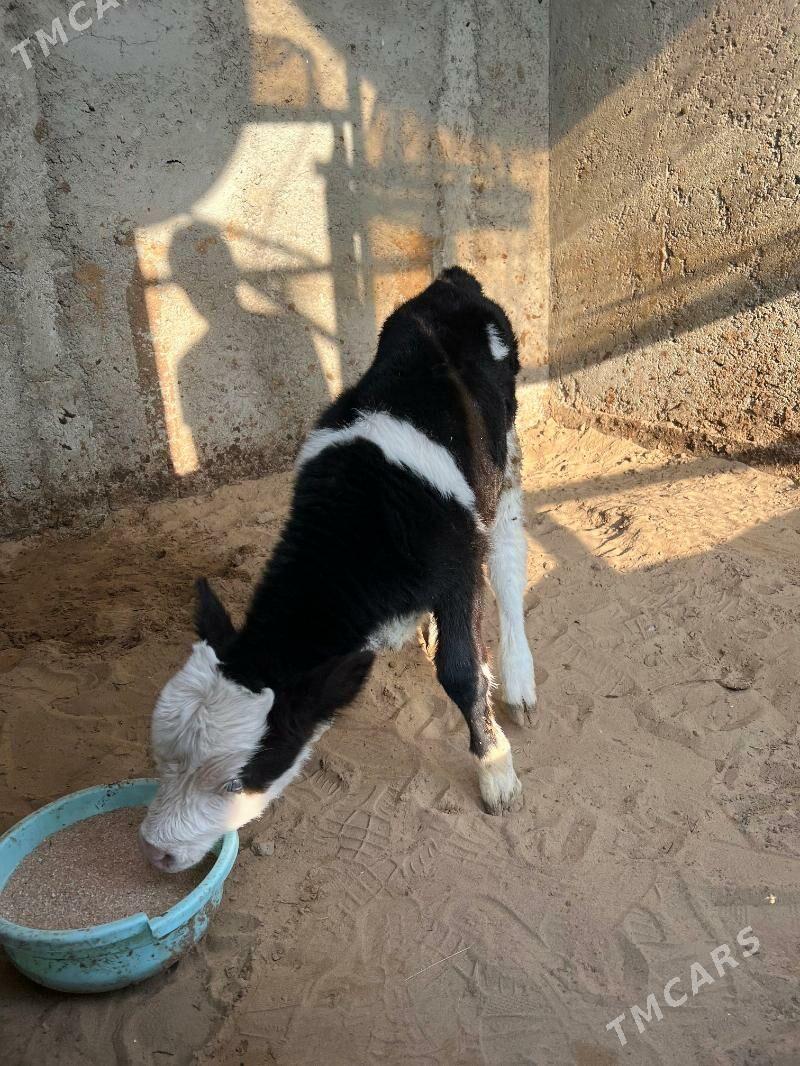 okuz - Багир - img 3