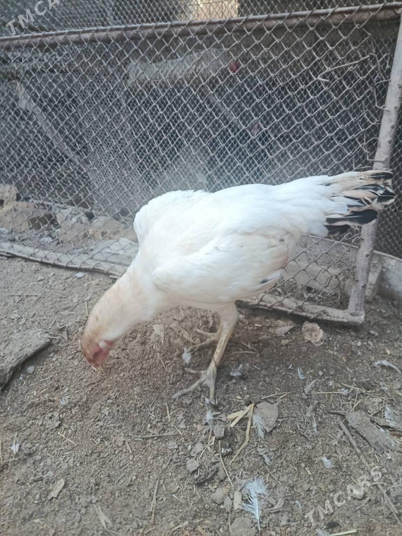 baysy horaz we towuk juje - Чарджоу - img 5