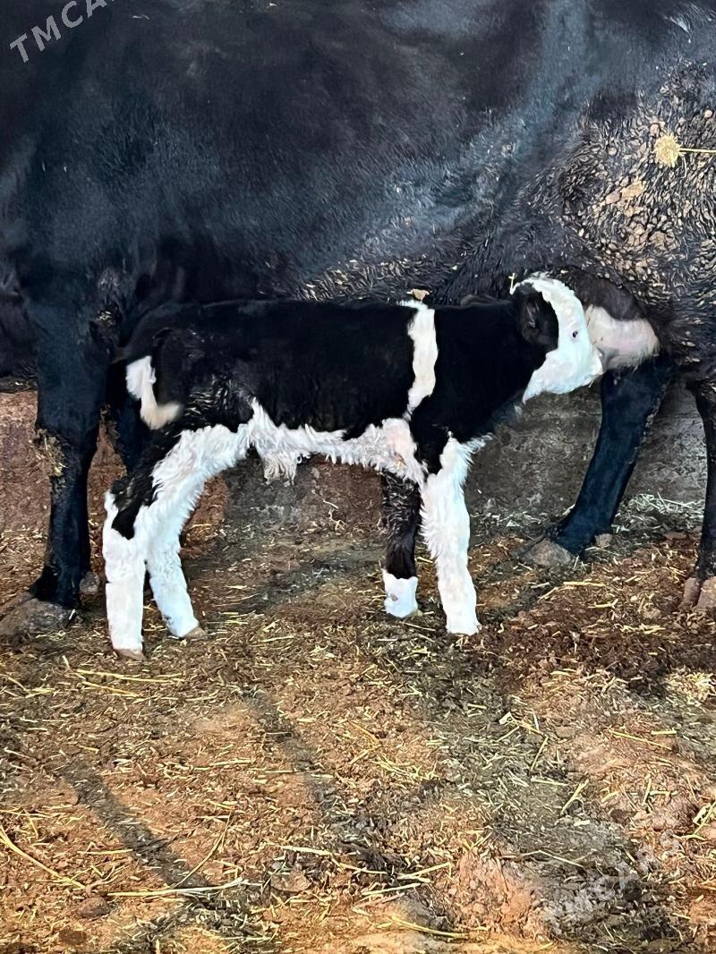 okuz - Багир - img 4