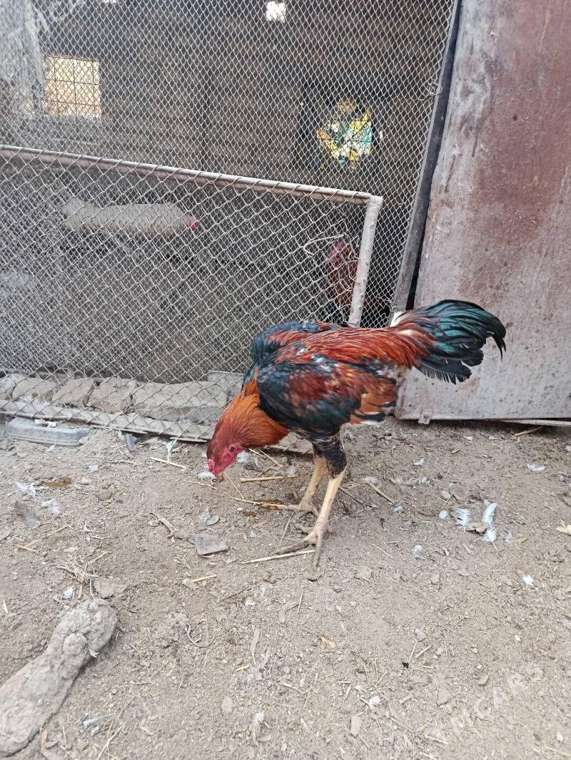 baysy horaz we towuk juje - Чарджоу - img 9